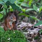 Vliegend Hert Veluwe * Nunspeet