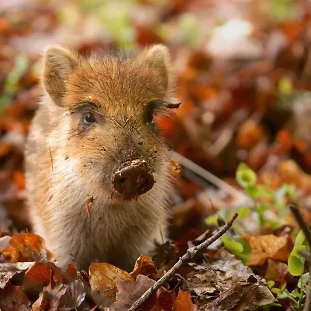 Vliegend Hert Veluwe Сasa de vacaciones