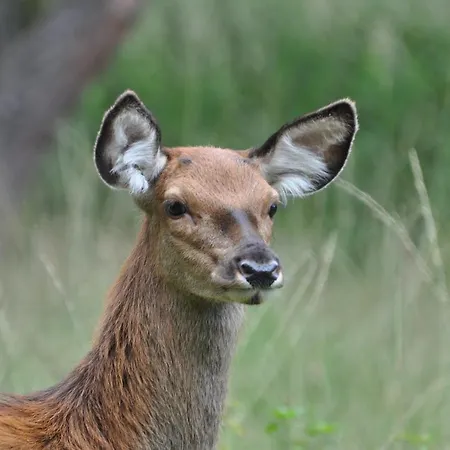 Vliegend Hert Veluwe *