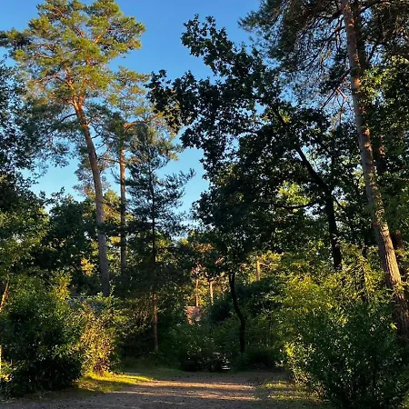 Vliegend Hert Veluwe Nunspeet