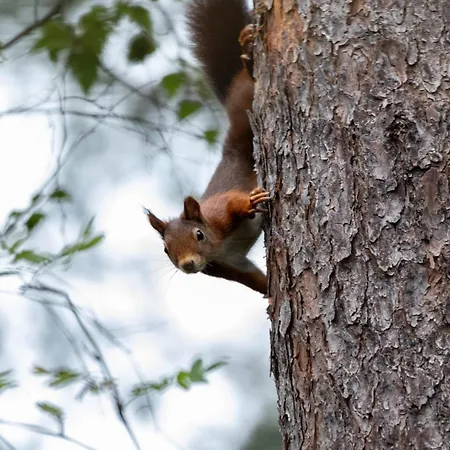 Vliegend Hert Veluwe Casa vacanze Nunspeet