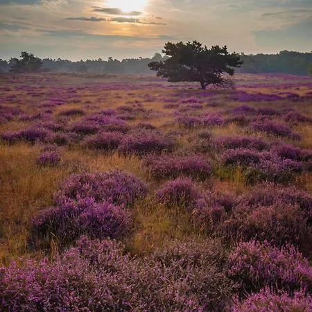 Vliegend Hert Veluwe * Nunspeet