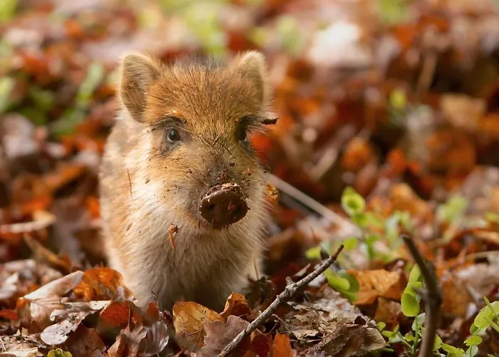 Vliegend Hert Veluwe Dom wakacyjny