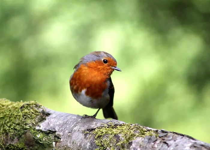 Vliegend Hert Veluwe Dom wakacyjny Nunspeet