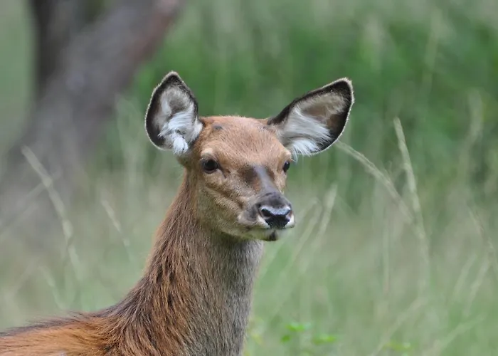 Vliegend Hert Veluwe *