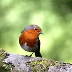 Vliegend Hert Veluwe Vakantiehuis Nunspeet