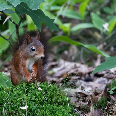 Vliegend Hert Veluwe * نونسبيت