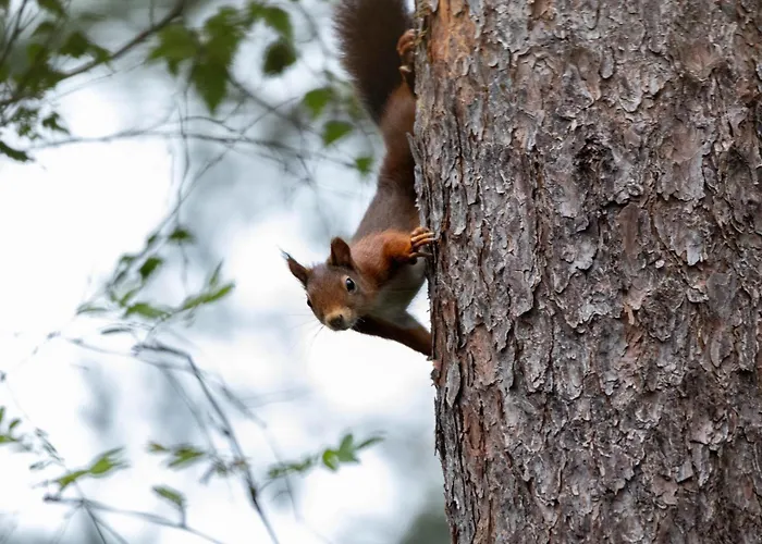 Vliegend Hert Veluwe Сasa de vacaciones Nunspeet