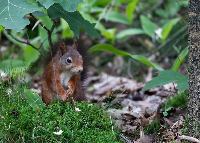 Vliegend Hert Veluwe * Nunspeet