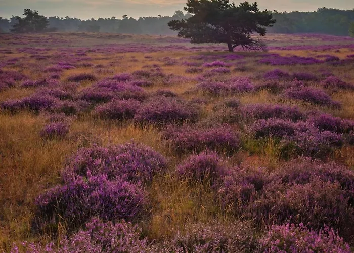 Vliegend Hert Veluwe * Nunspeet